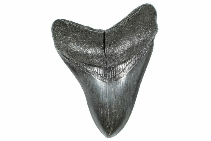 Fossil Megalodon Tooth - South Carolina #362242